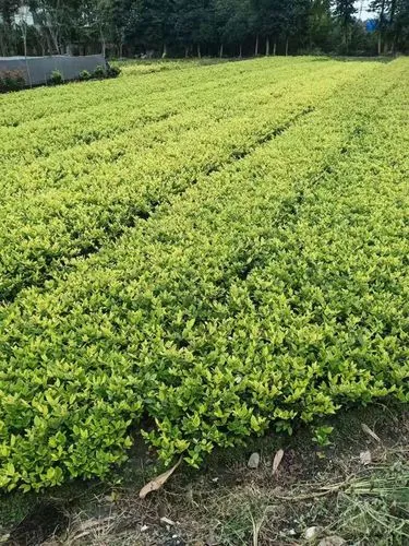 定州绿化花卉苗木批发市场