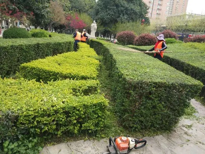 小学生对上海城市绿化建议