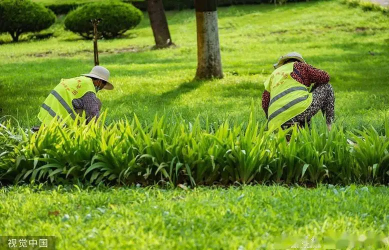 宜宾市政绿化种植土单价